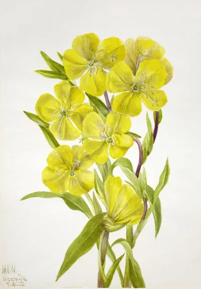 Evening Primrose Oenothera