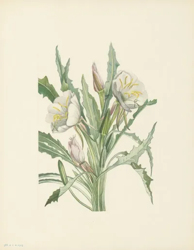 Evening Primrose Pachyloplus Hirsutus 2