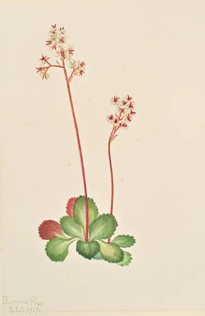 Evergreen Saxifrage Leptarrhena Pyrolifolia
