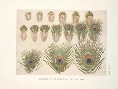 Evolution Of The Eyes On A Peacocks Train 2