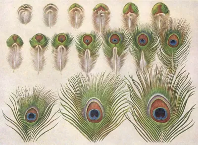 Evolution Of The Eyes On A Peacocks Train