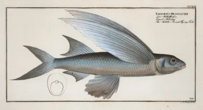 Exocoetus Mesogaster The Middle Pinned Flying Fish