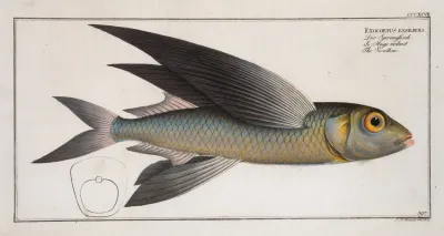 Exoecoetus Exsiliens The Swallow