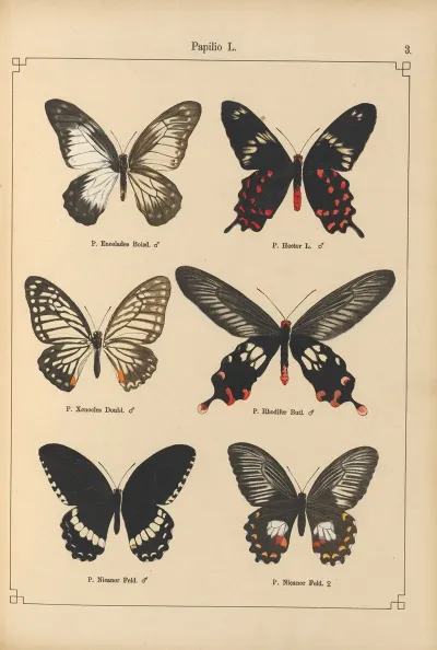 Exotische Schmetterlinge Pl 003