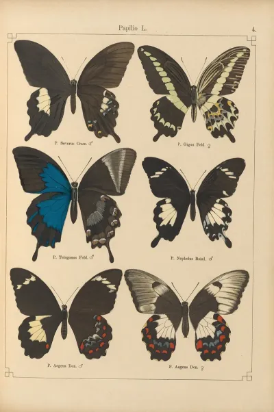 Exotische Schmetterlinge Pl 004