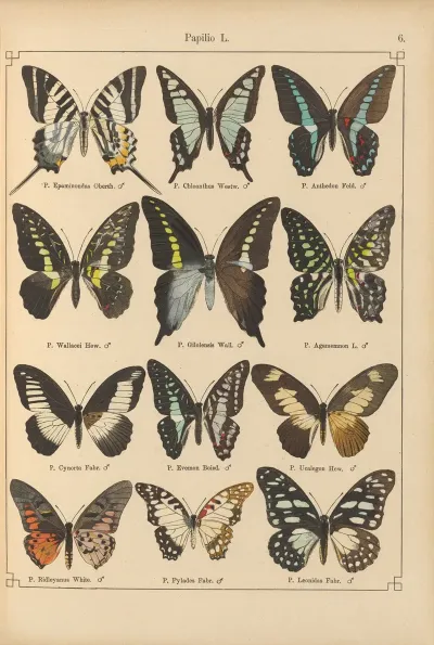 Exotische Schmetterlinge Pl 006