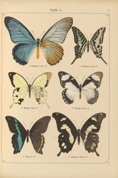 Exotische Schmetterlinge Pl 007