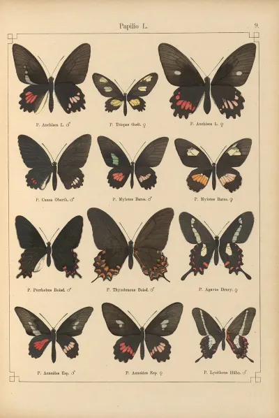 Exotische Schmetterlinge Pl 009