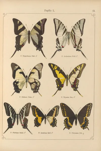Exotische Schmetterlinge Pl 012