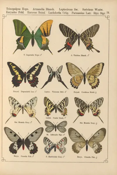 Exotische Schmetterlinge Pl 014
