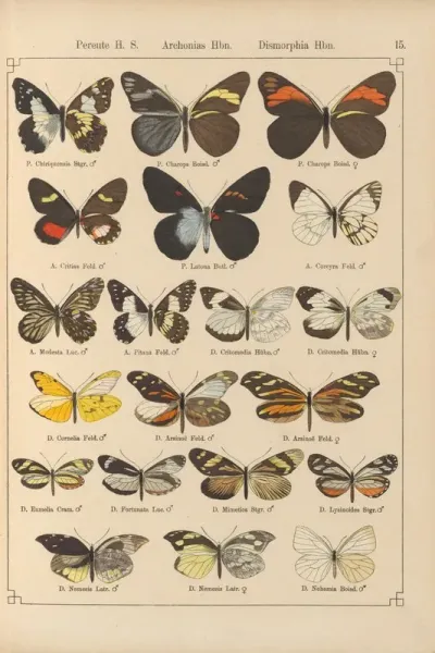 Exotische Schmetterlinge Pl 015