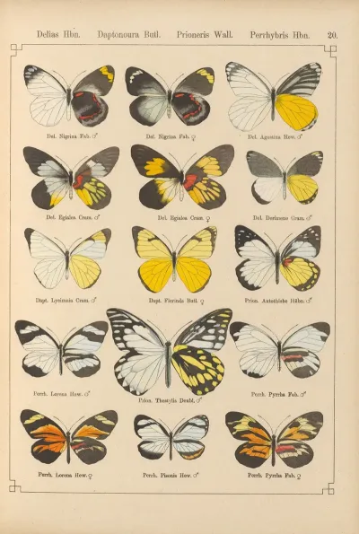 Exotische Schmetterlinge Pl 020