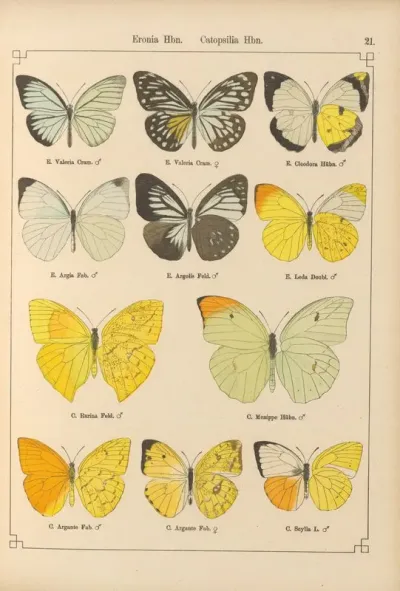 Exotische Schmetterlinge Pl 021