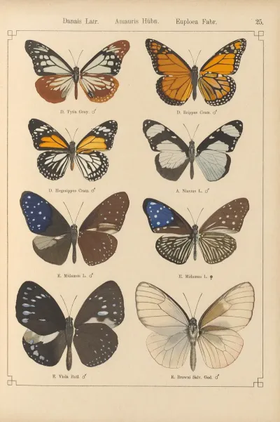 Exotische Schmetterlinge Pl 025