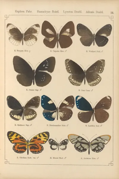 Exotische Schmetterlinge Pl 026