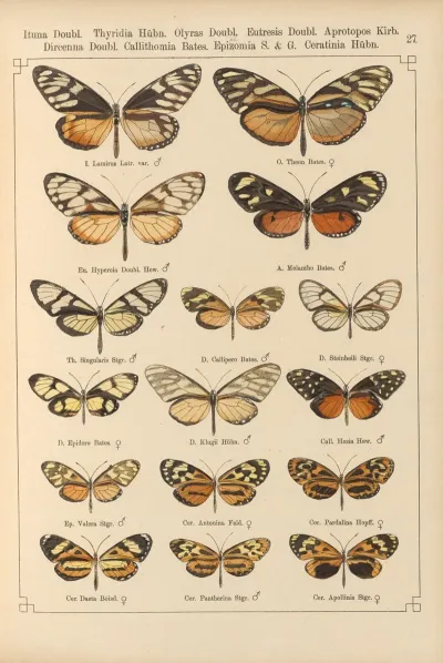 Exotische Schmetterlinge Pl 027