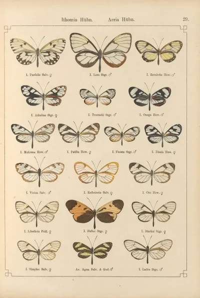 Exotische Schmetterlinge Pl 029
