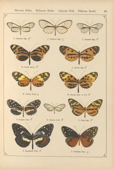 Exotische Schmetterlinge Pl 030