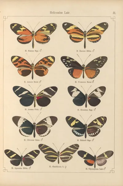 Exotische Schmetterlinge Pl 031