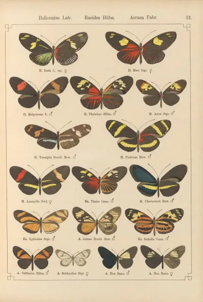 Exotische Schmetterlinge Pl 032