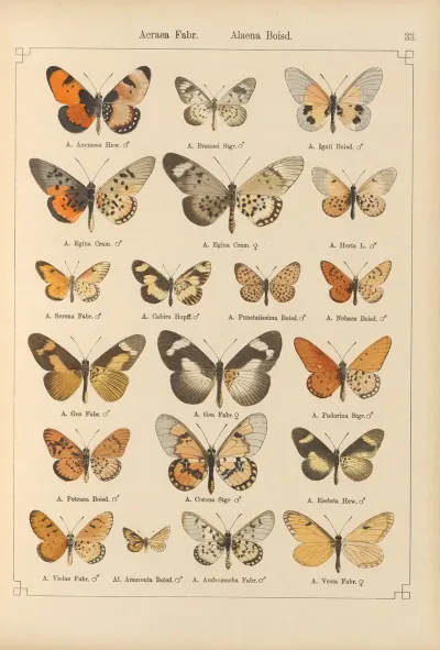 Exotische Schmetterlinge Pl 033