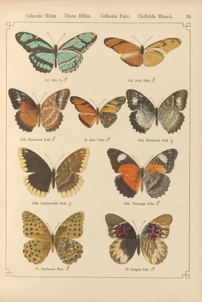 Exotische Schmetterlinge Pl 034