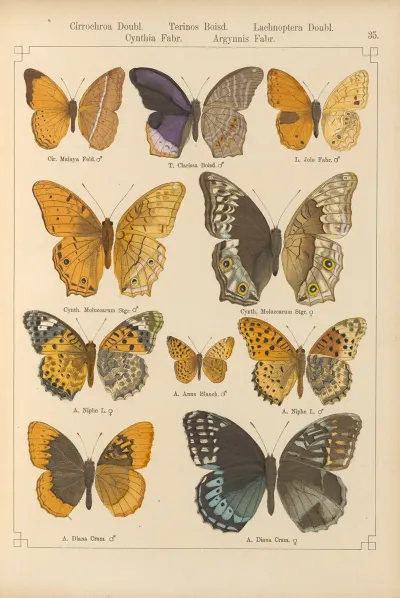 Exotische Schmetterlinge Pl 035
