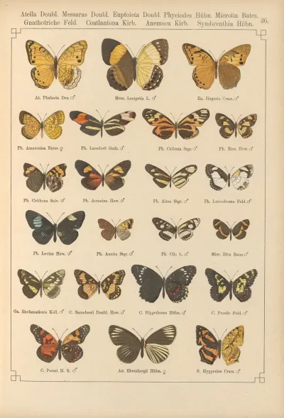 Exotische Schmetterlinge Pl 036