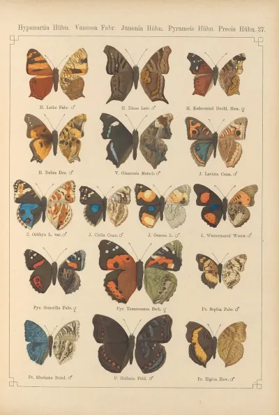 Exotische Schmetterlinge Pl 037