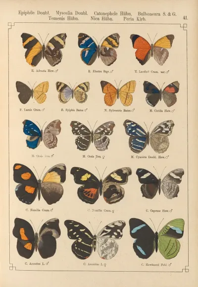 Exotische Schmetterlinge Pl 041