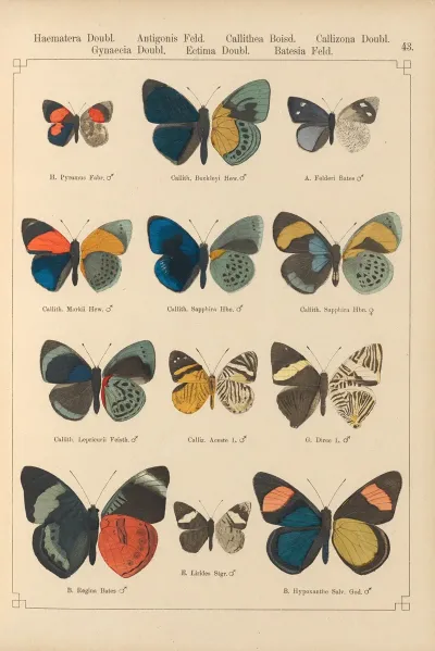 Exotische Schmetterlinge Pl 043