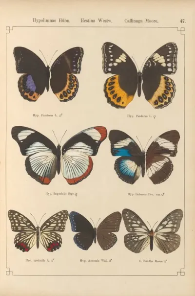Exotische Schmetterlinge Pl 047