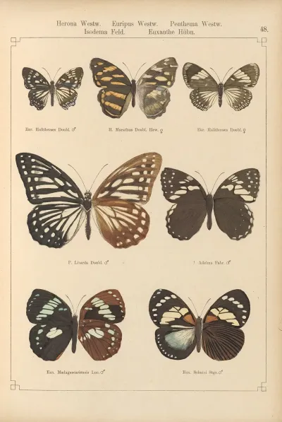 Exotische Schmetterlinge Pl 048