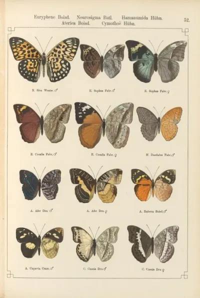 Exotische Schmetterlinge Pl 052