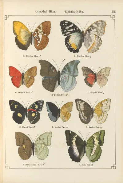 Exotische Schmetterlinge Pl 053