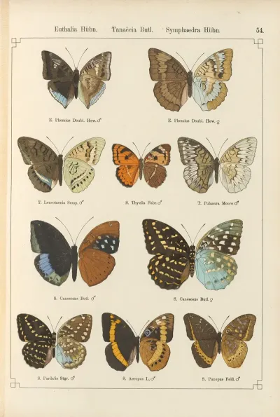 Exotische Schmetterlinge Pl 054
