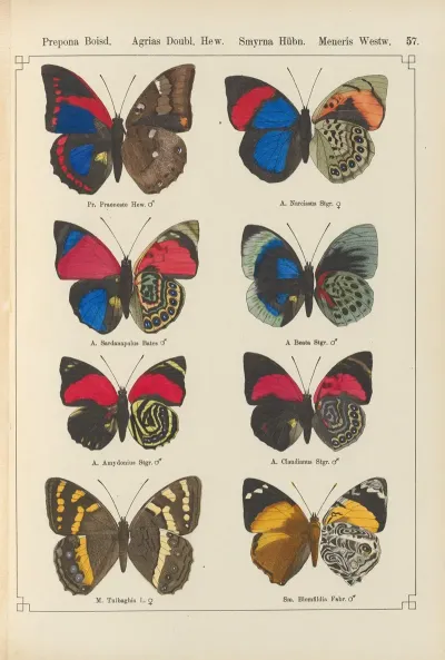 Exotische Schmetterlinge Pl 057