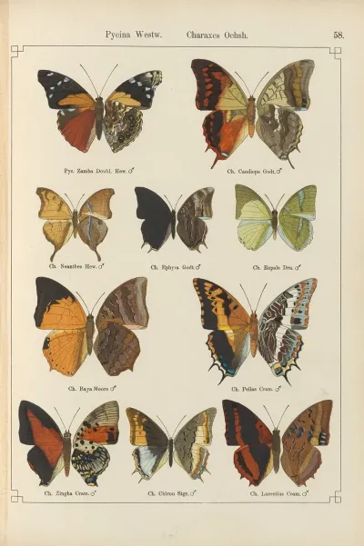 Exotische Schmetterlinge Pl 058