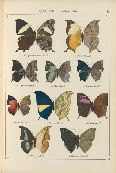 Exotische Schmetterlinge Pl 061