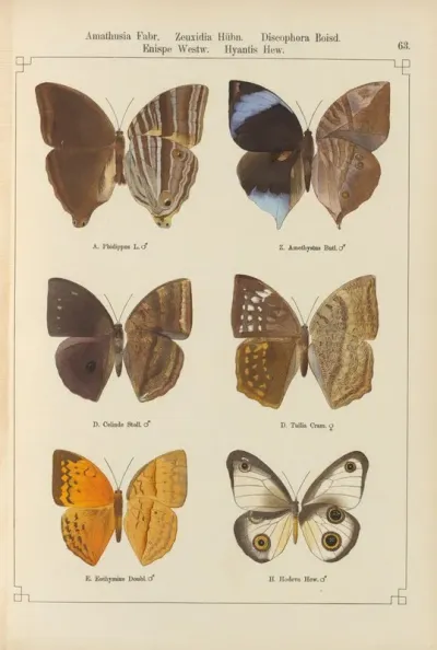 Exotische Schmetterlinge Pl 063