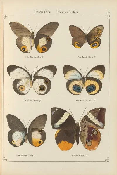 Exotische Schmetterlinge Pl 064
