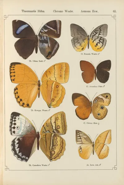 Exotische Schmetterlinge Pl 065