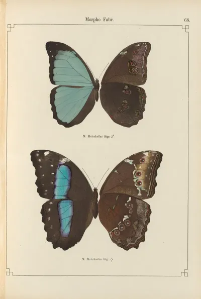Exotische Schmetterlinge Pl 068
