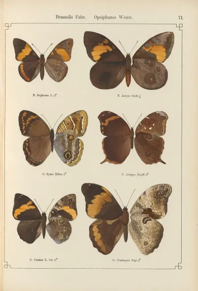 Exotische Schmetterlinge Pl 071