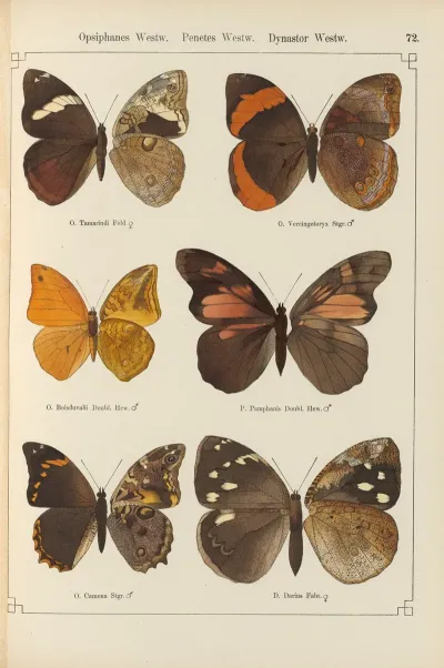 Exotische Schmetterlinge Pl 072