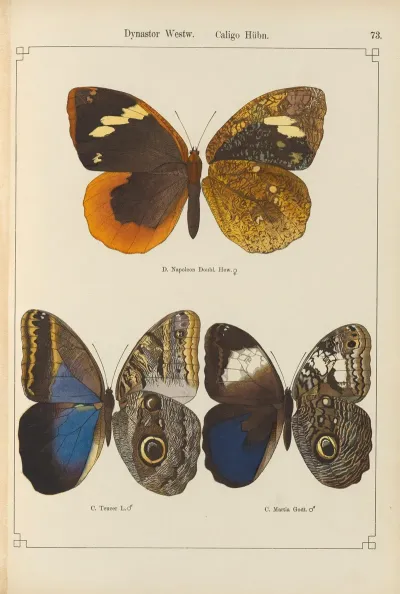 Exotische Schmetterlinge Pl 073