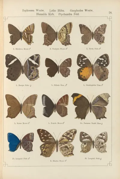 Exotische Schmetterlinge Pl 078