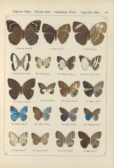 Exotische Schmetterlinge Pl 080