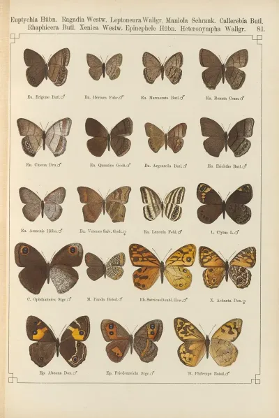 Exotische Schmetterlinge Pl 081