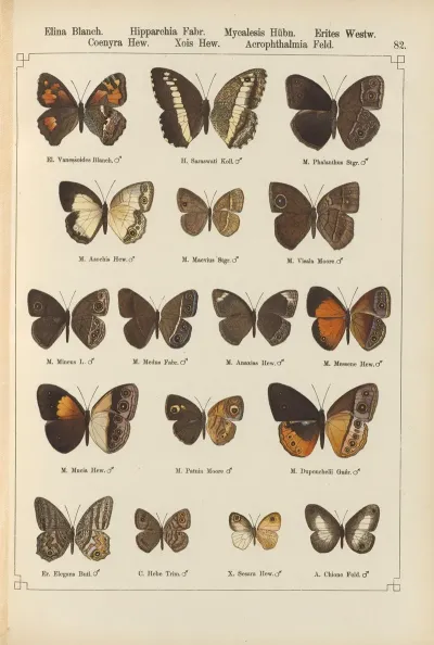 Exotische Schmetterlinge Pl 082